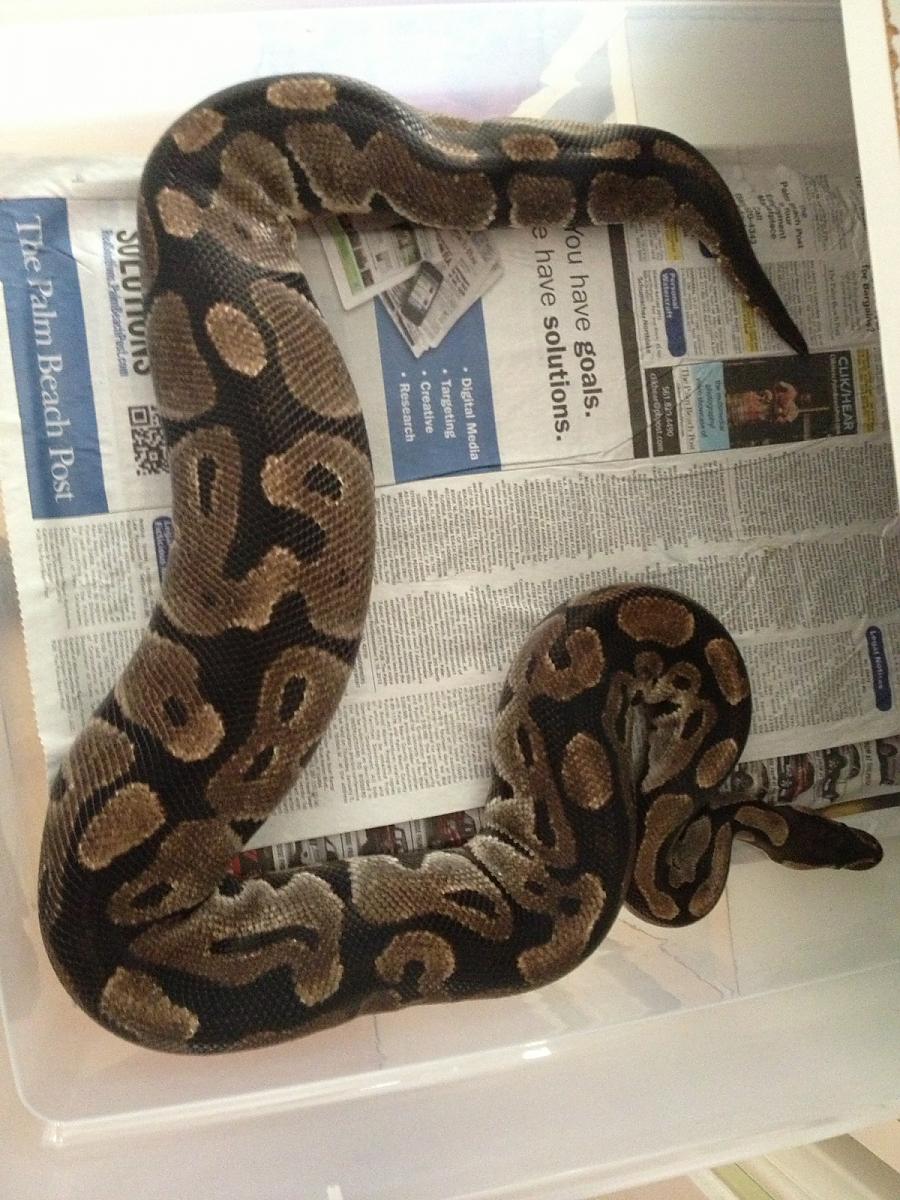 VPI Axanthic with a nice ovi bulge