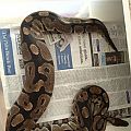 VPI Axanthic with a nice ovi bulge