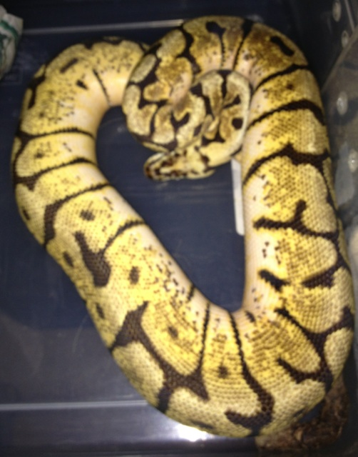 Bumble Bee female