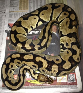 Pastel female