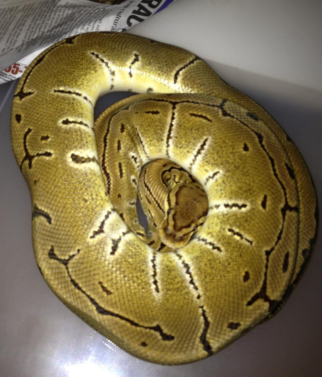 Pinstripe male