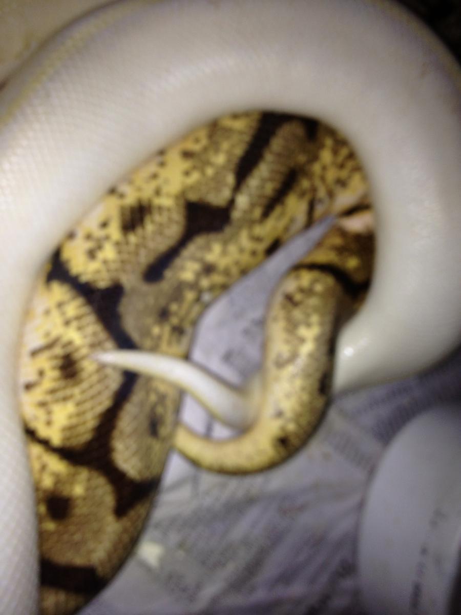 Ivory x Bumblebee 10/2013