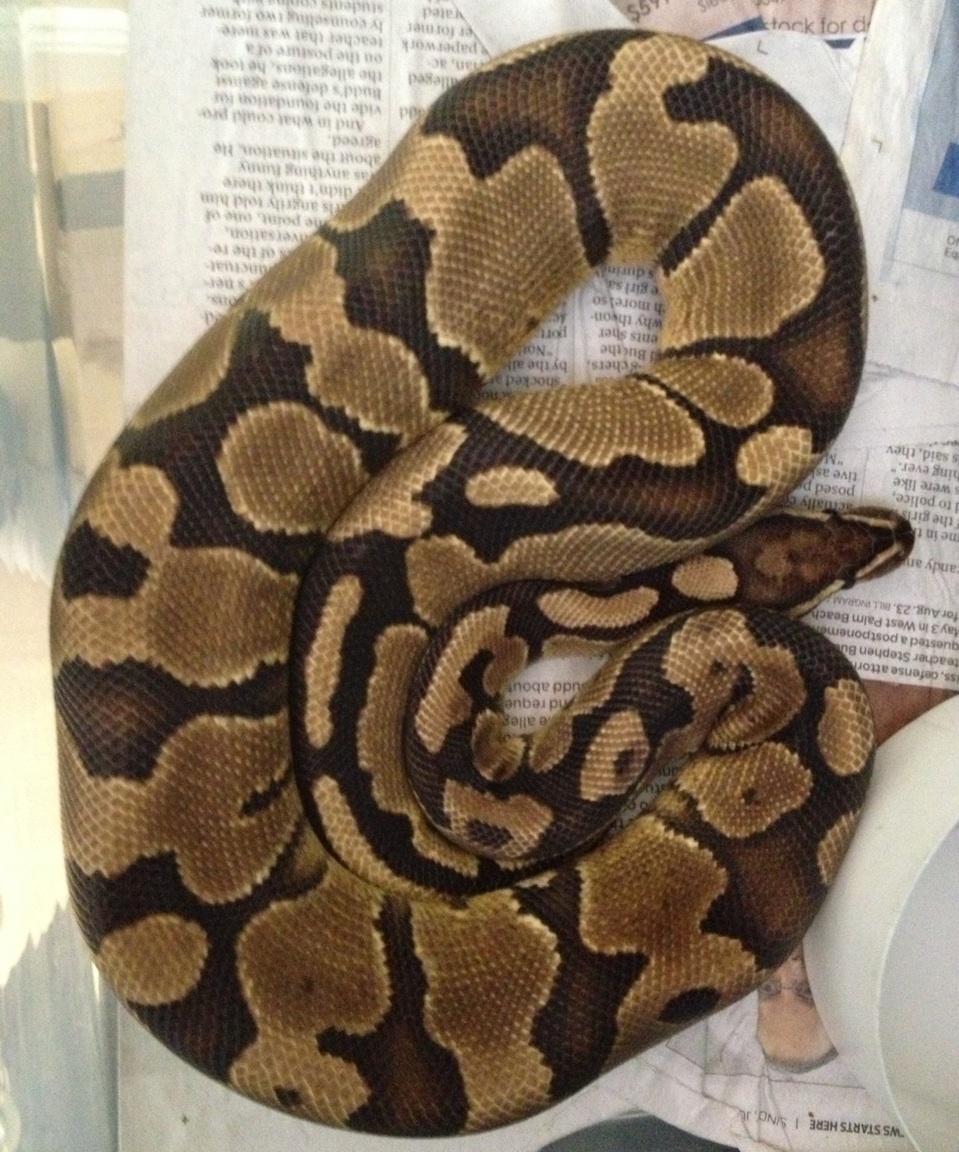 Sulfur 100% et VPI Axanthic male