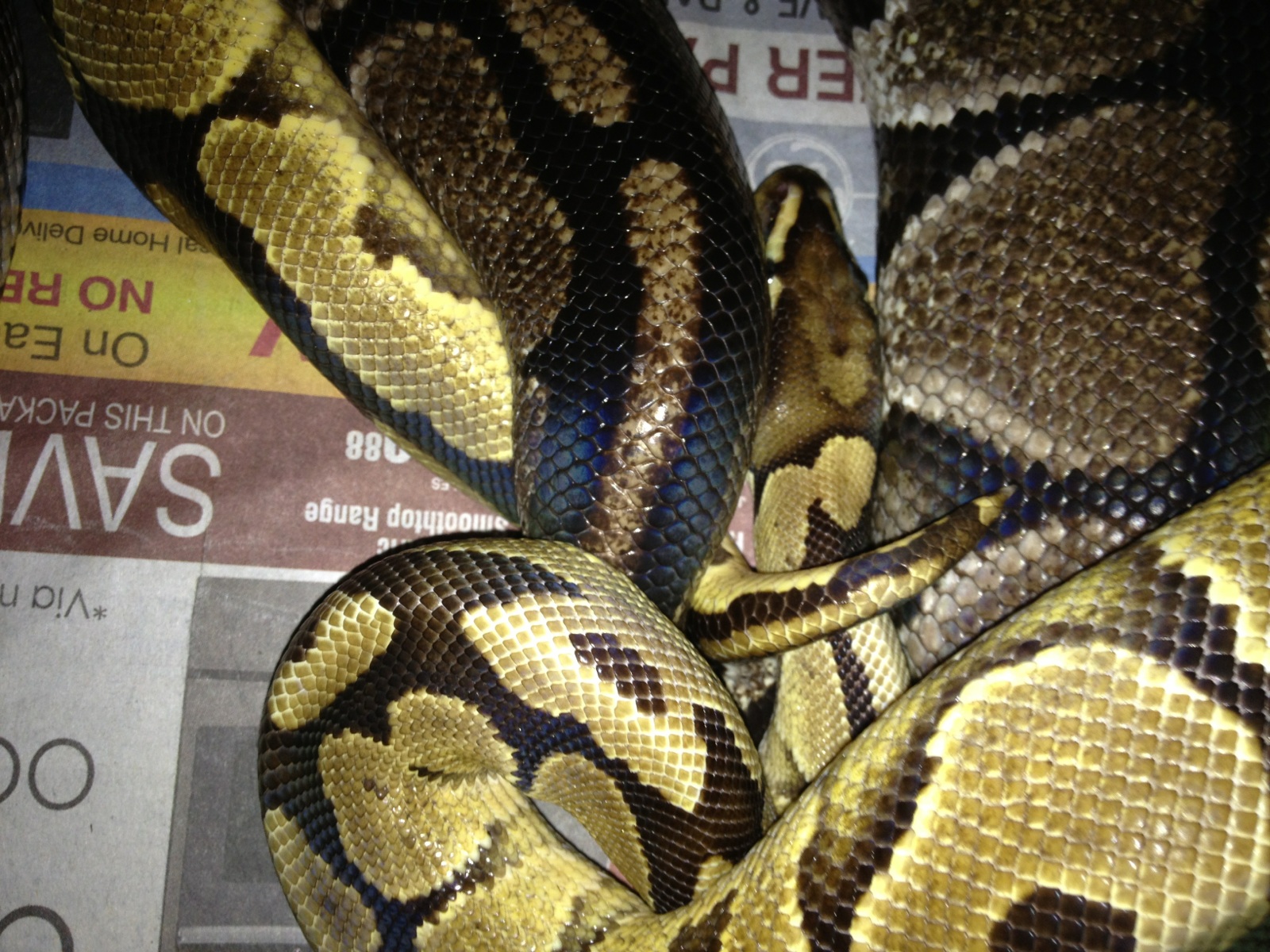 Sulfur 100% het Ax x VPI Axanthic 10/2013