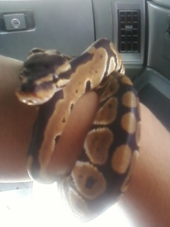 My Baby Ball Python