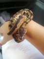 My Baby Ball Python