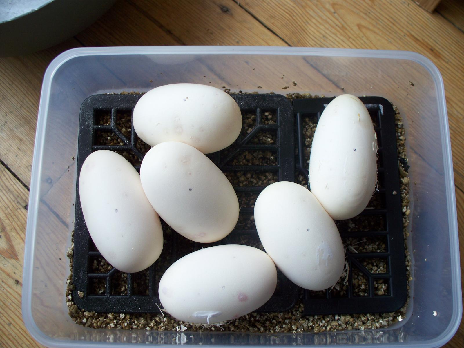Andys Eggs