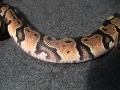 Female #1