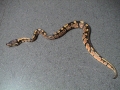 Female #1