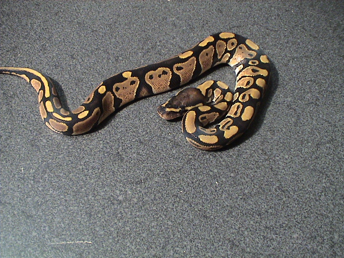 Female #2