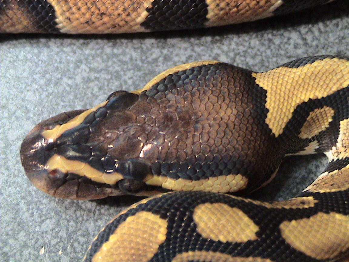 Female #2