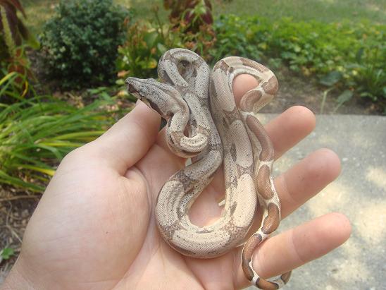 Hypo Boa