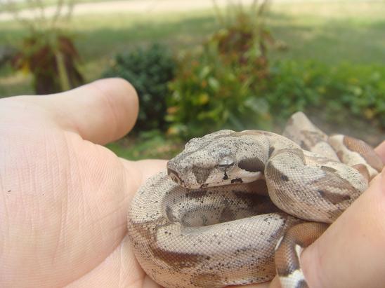 Hypo Boa