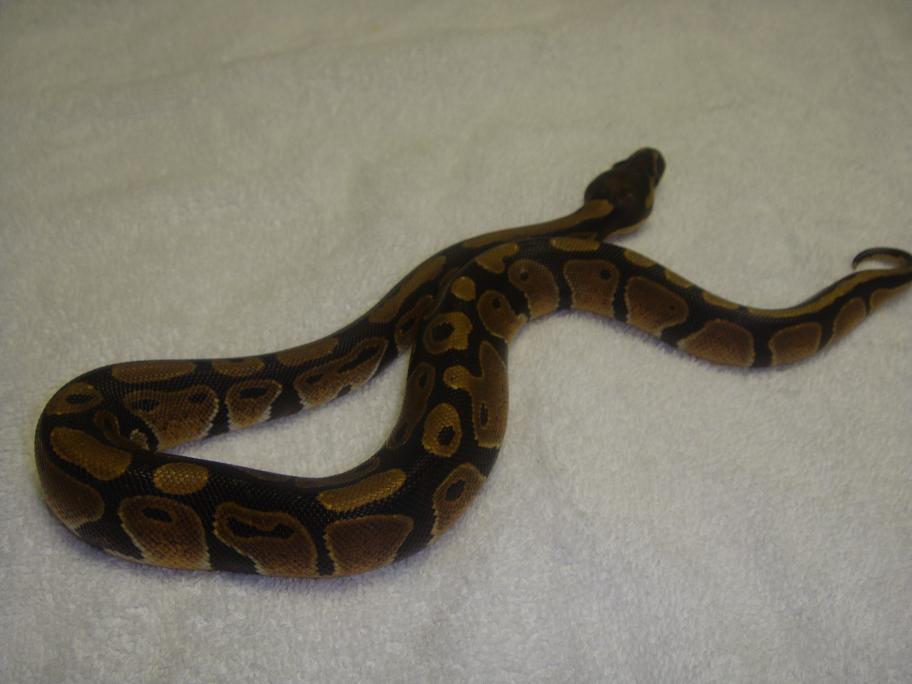 bp