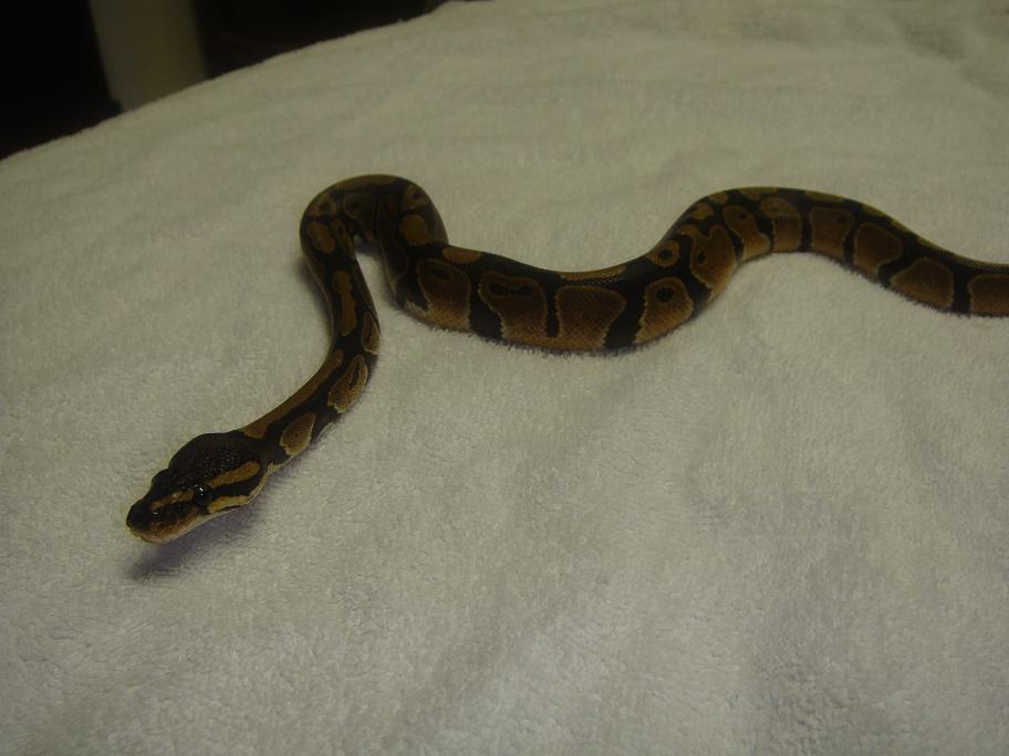 bp