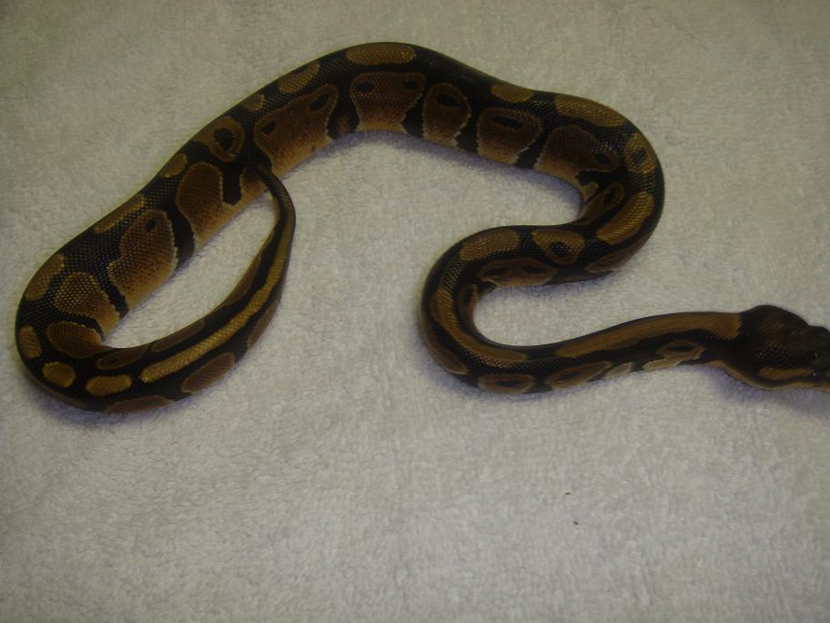 bp