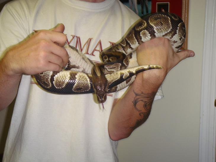 bp