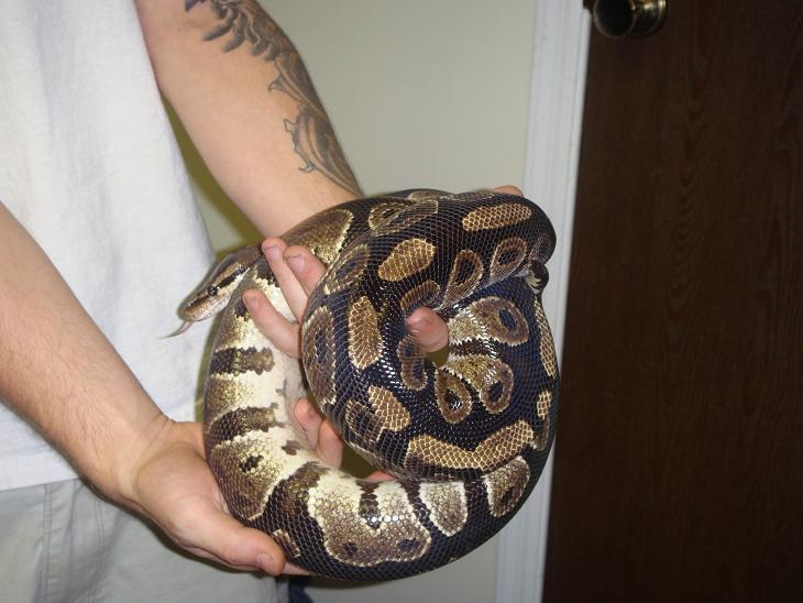 bp