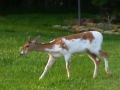 Piebald