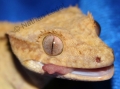 Female Gecko CU