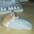 confusedmousesmall