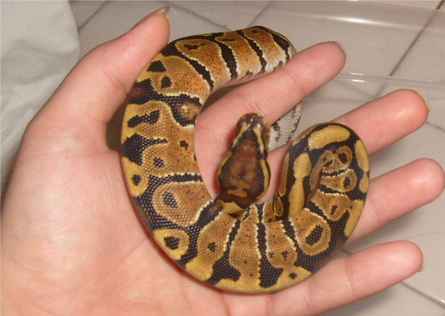 Male Vanilla