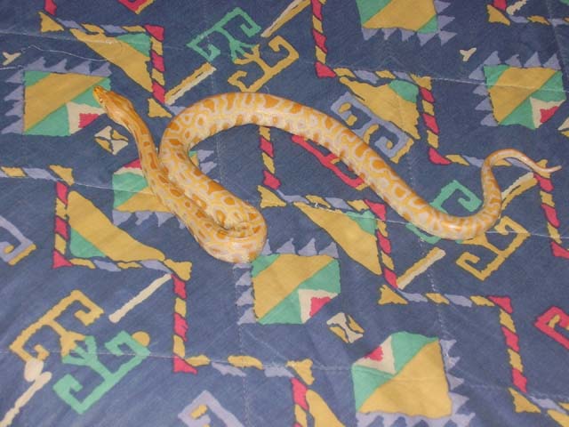 Albino Burmese Python
