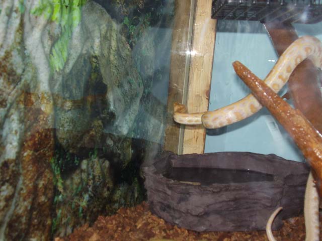 Albino Burmese Python