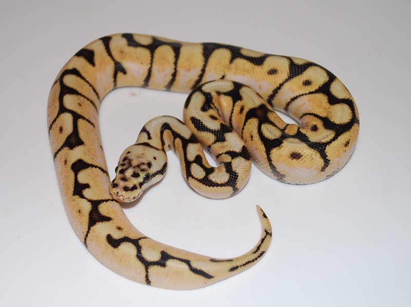 New Bee
