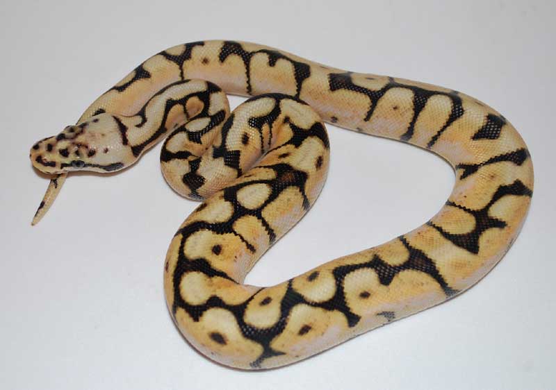 New Bee