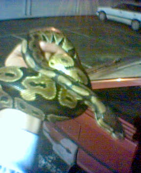 ballpython