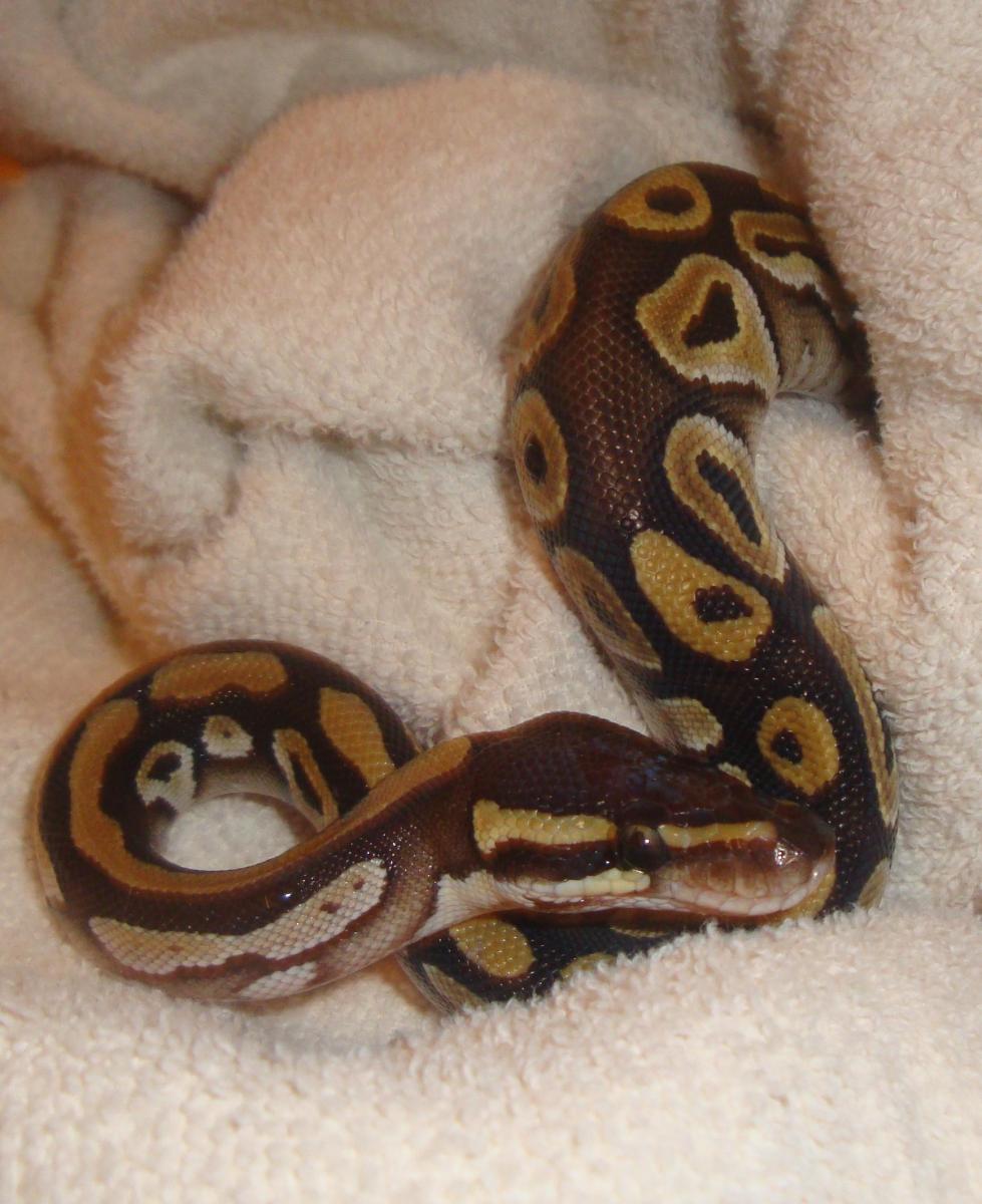 Deacon