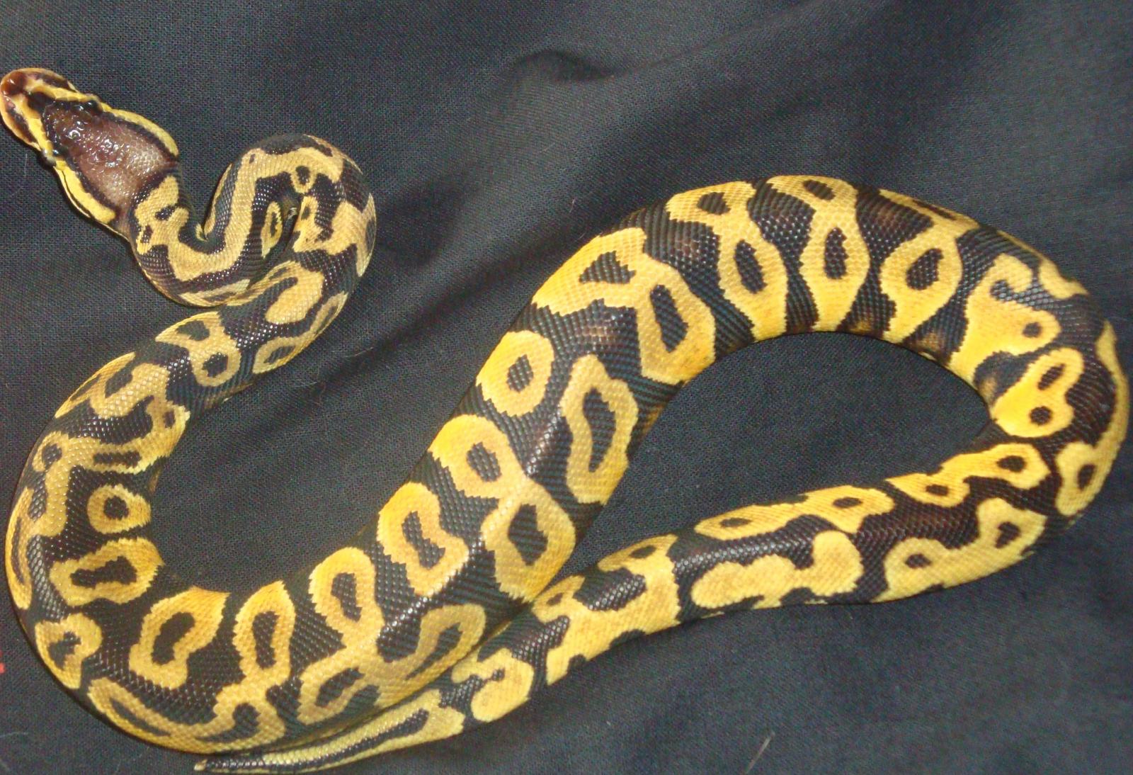 Seb