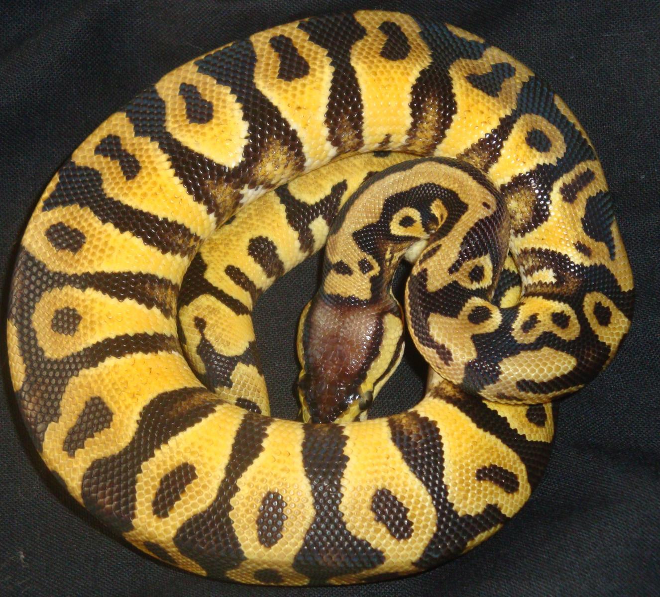 Seb