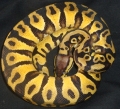 Seb