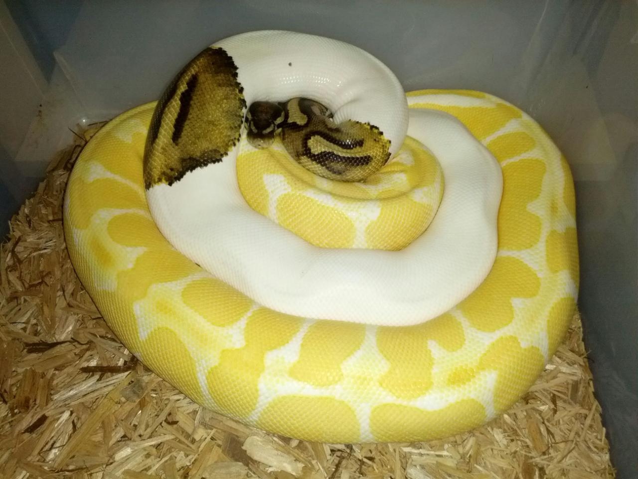 2012-2013 breeding season