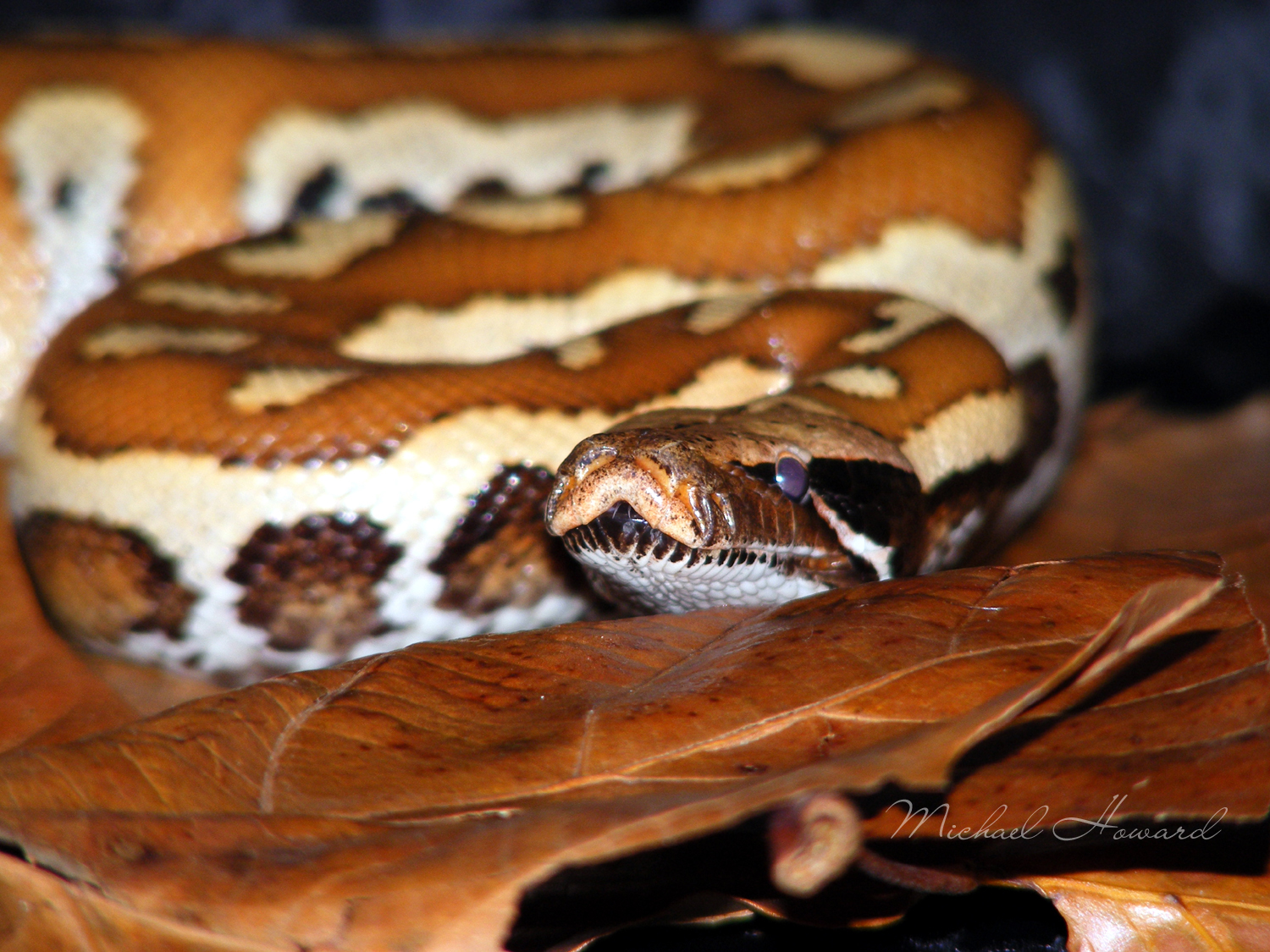 Blood python 2