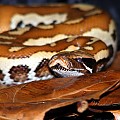 Blood python 2