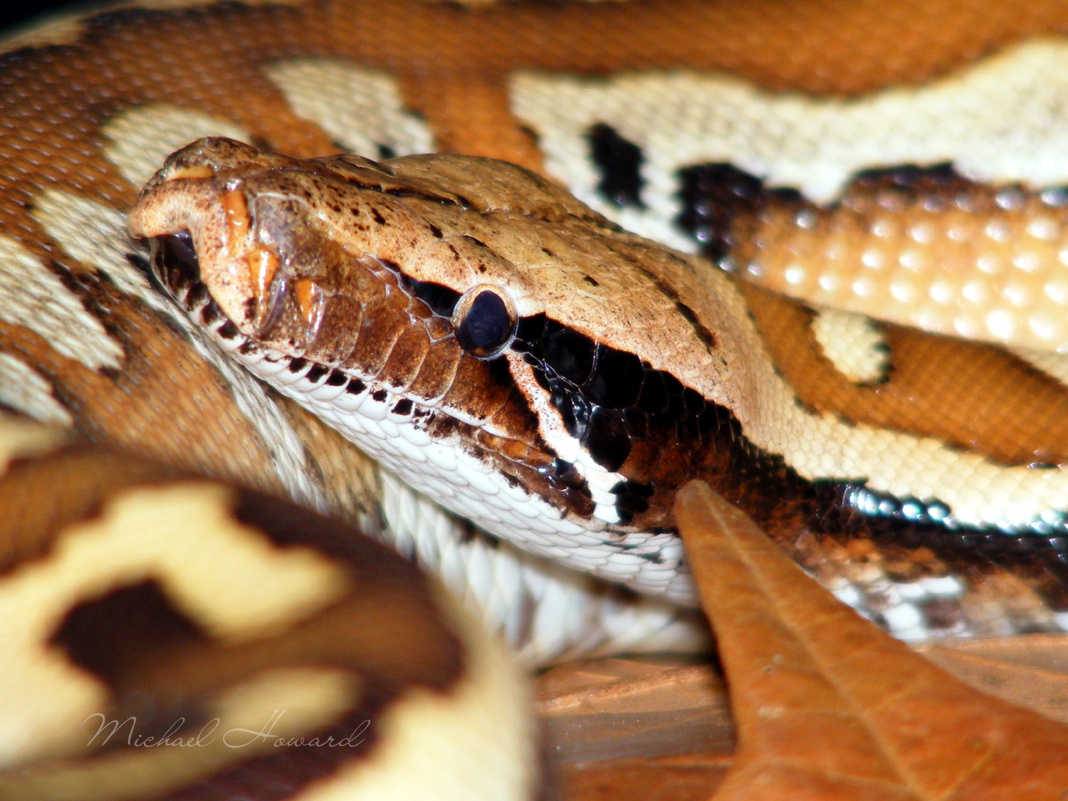 Blood Python