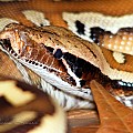 Blood Python