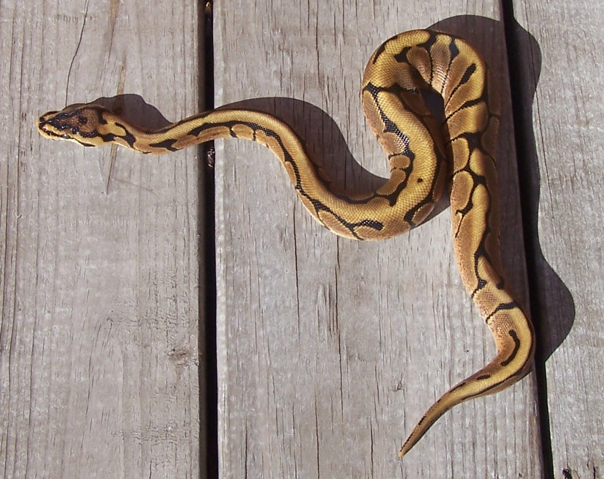 1st Shed