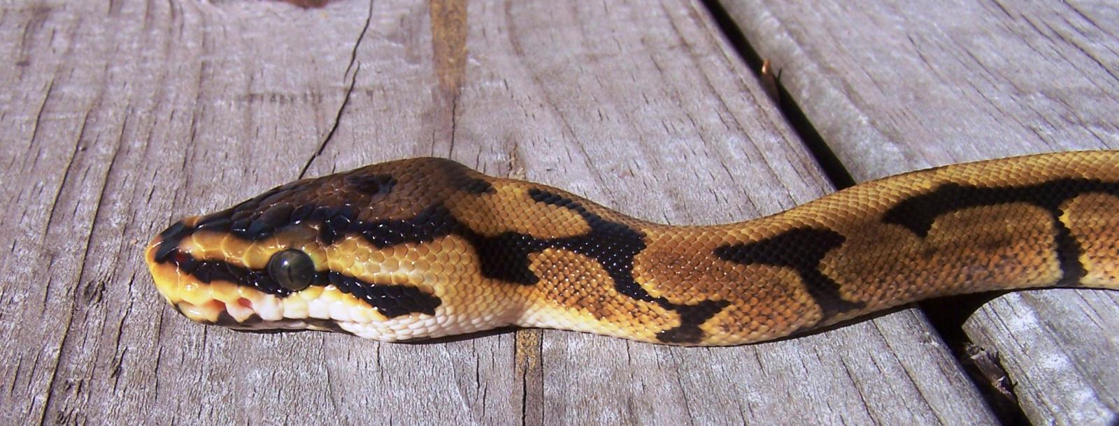 1st Shed#2