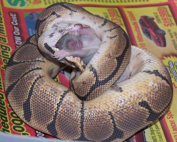 Piggy Eating