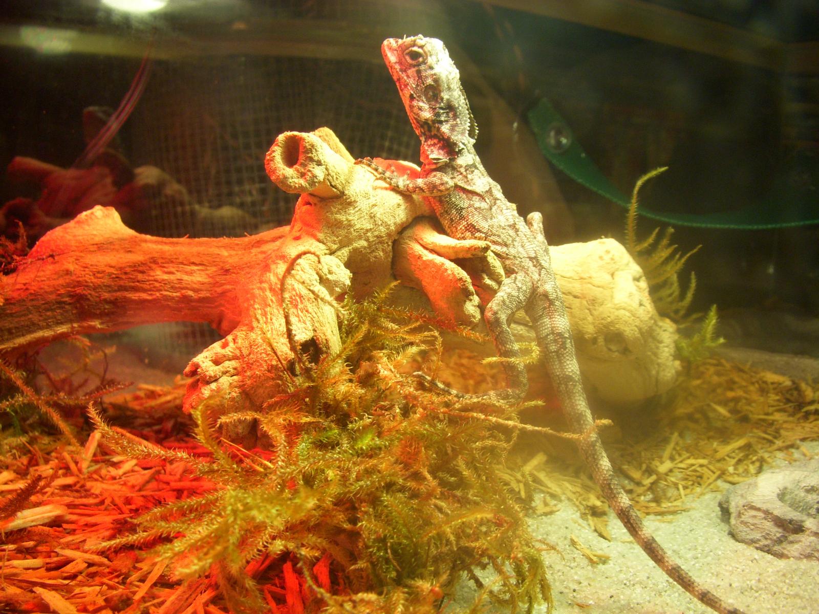 Frilled Dragon