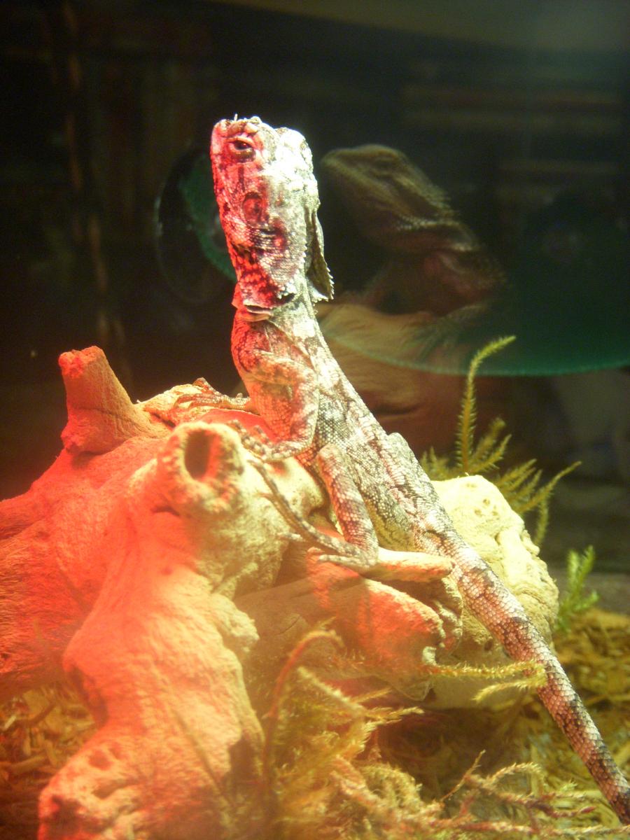 Frilled Dragon