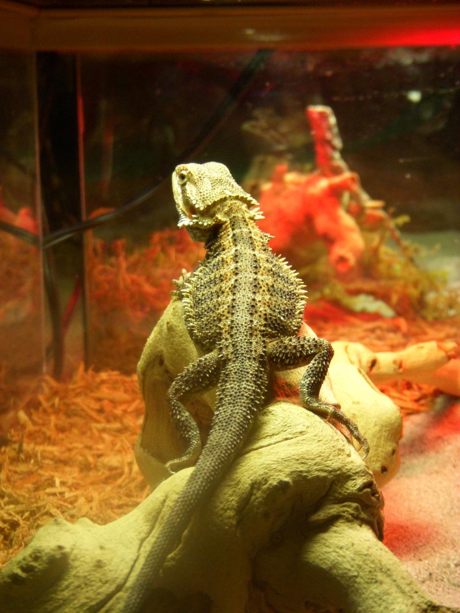 Our Bearded Dragon