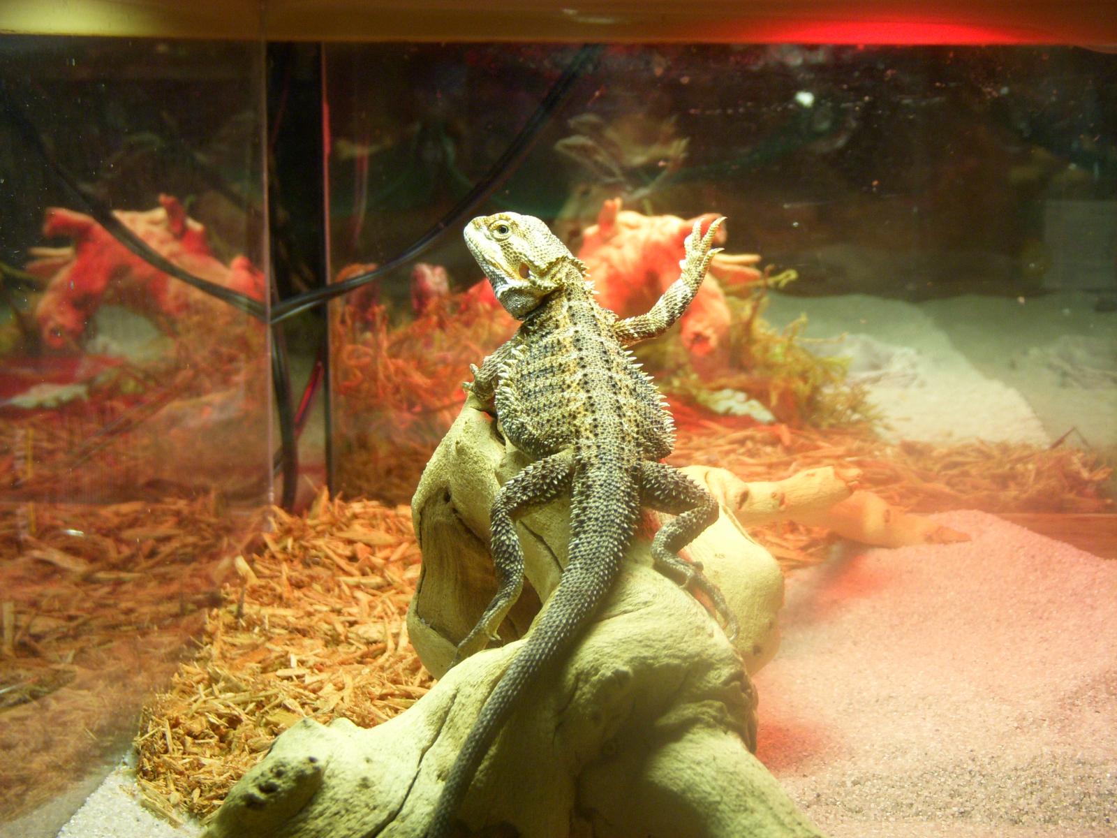 Our Bearded Dragon