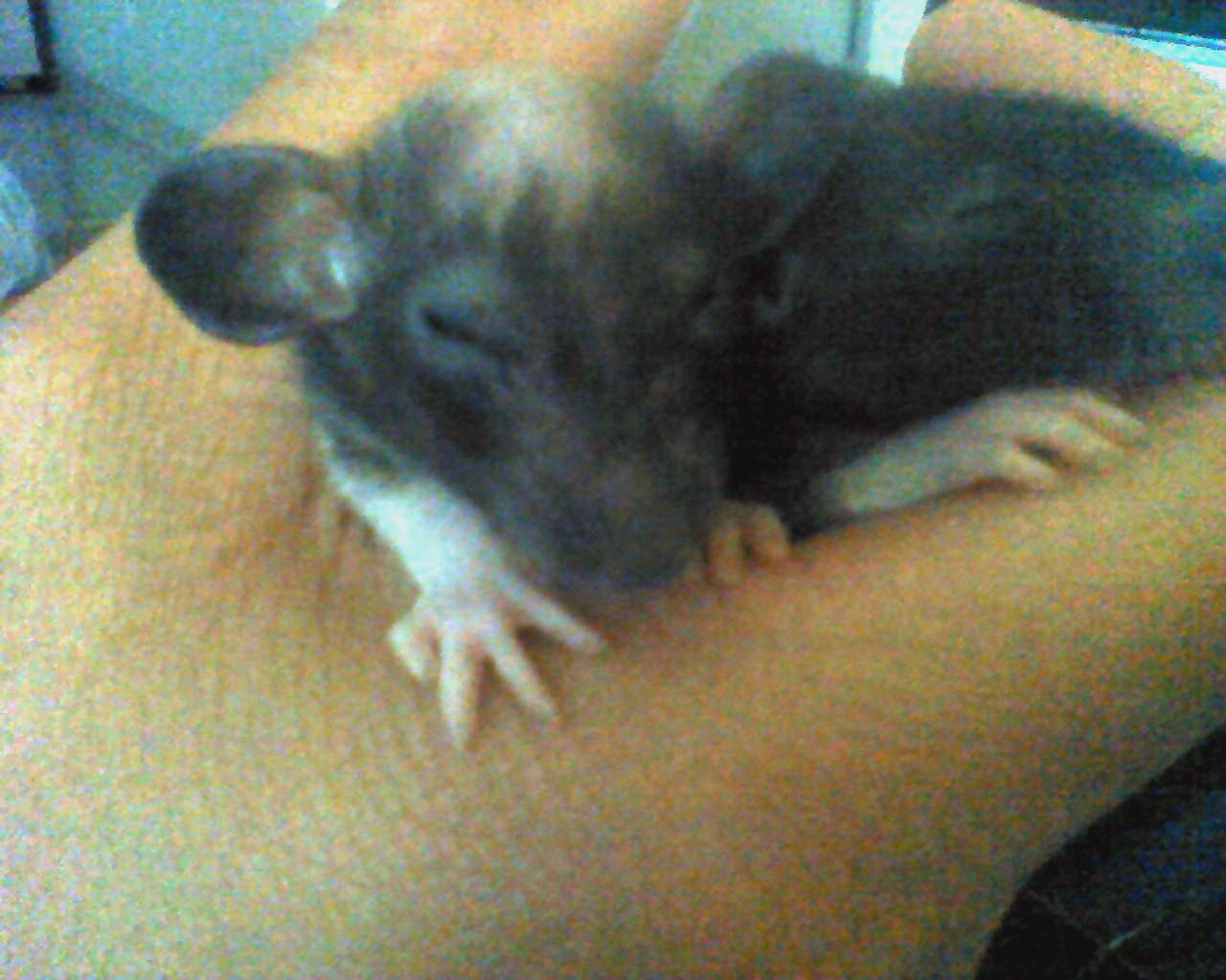 Hairless Babies