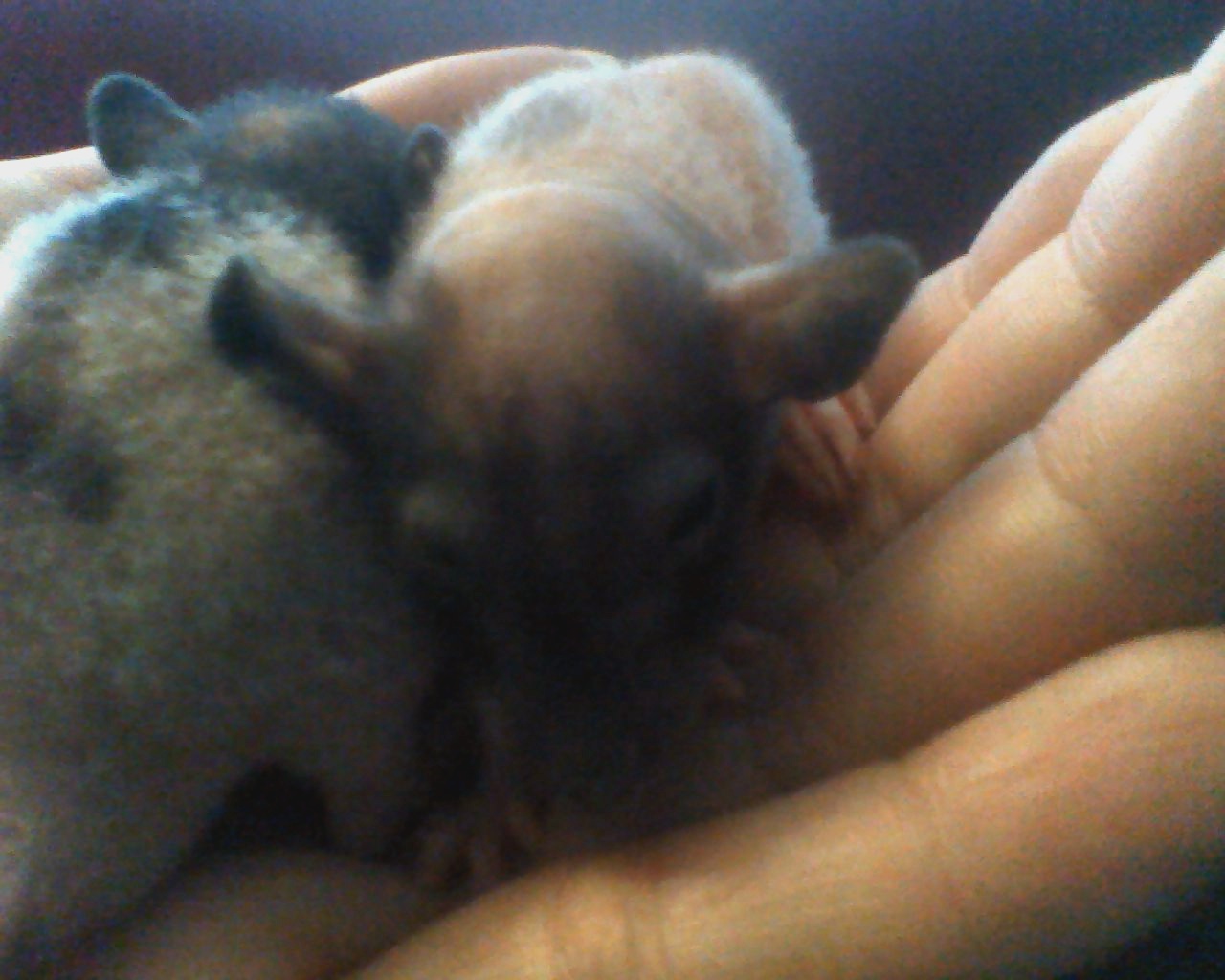 Hairless Babies
