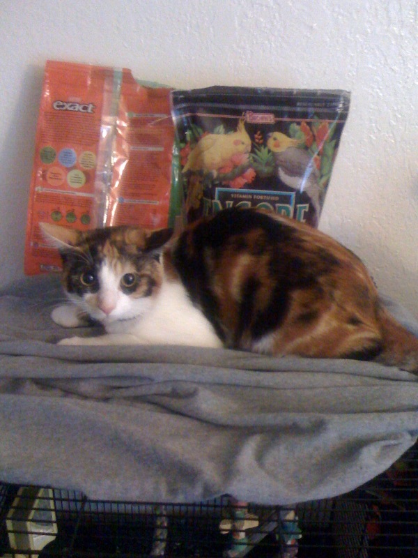 Sushi Kat Scared